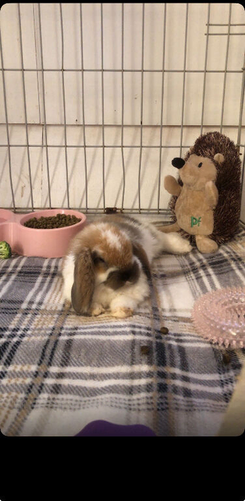 Bunny