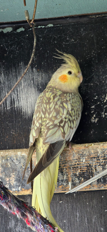 Cockatiels for sale