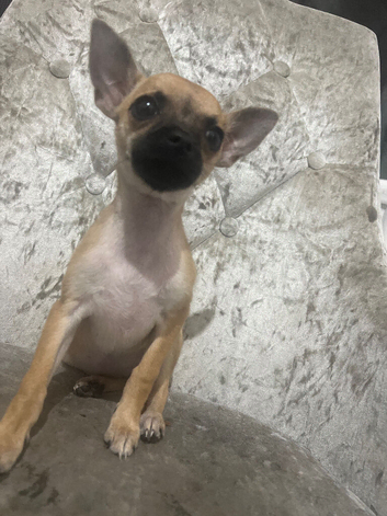 Chihuahua for sale