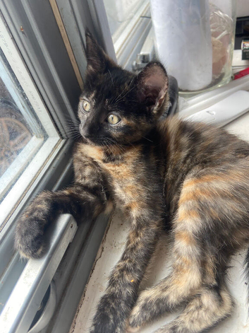 Gorgeous playful kitten looking for new home