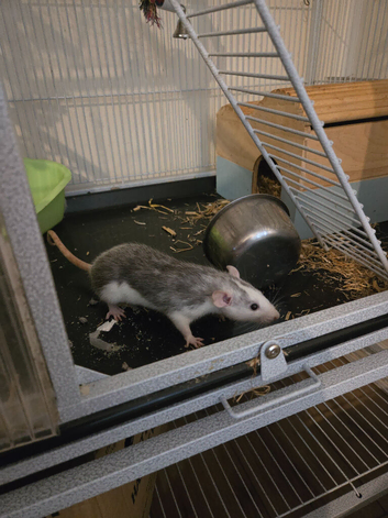 3 female rats and cage