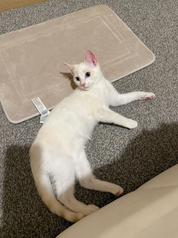Ragdoll Kittens