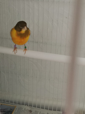 Canary hen