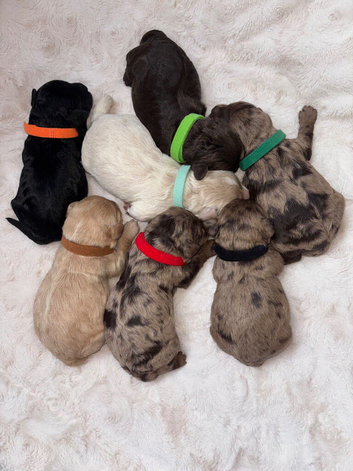 Beautiful F1 Cavapoo Puppies Health Tested Parents