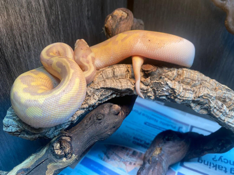 Banana Pied Royal Pythons at Birmingham Reptiles