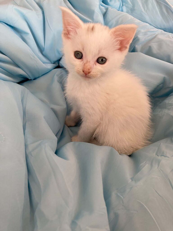 White kitten