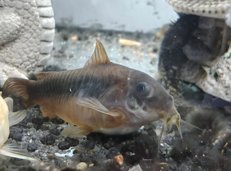 Breeding Group of Bronze Corydoras for sale