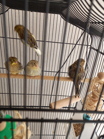 Young canary