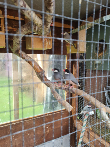 Last few Java sparrows