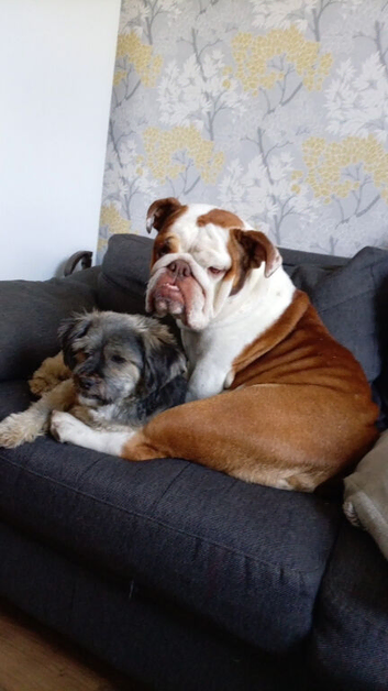 Sally 4 years old female English bulldog
