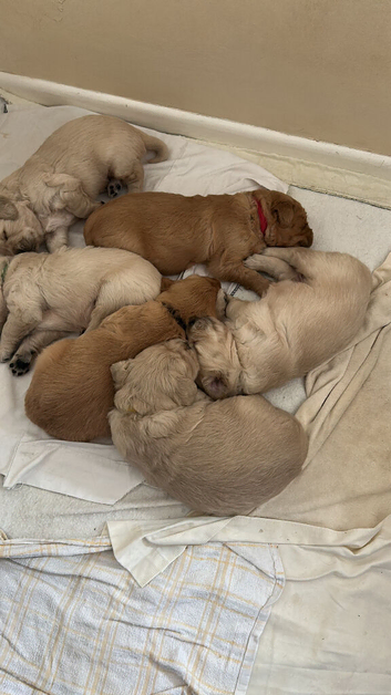 Golden retriever puppies