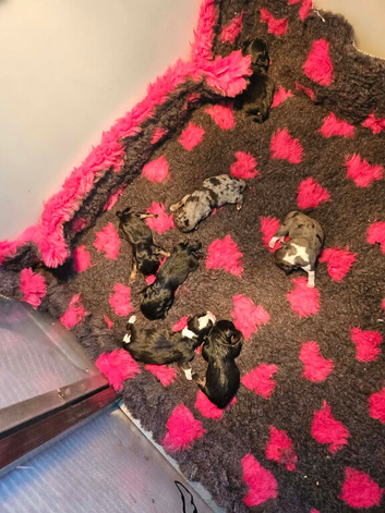 Beautiful puppies needing a forever home