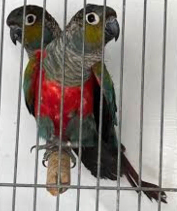 Pair of Crimson-bellied Conure