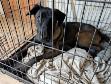 Dutch shepherd x malinois