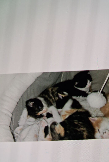 Kittens