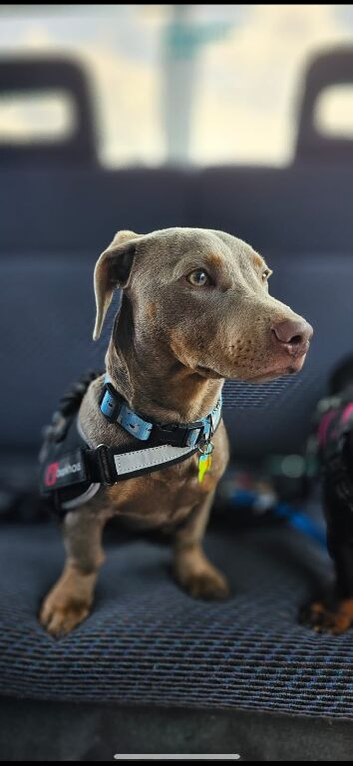 Dachshund x staffy boy 1 year old