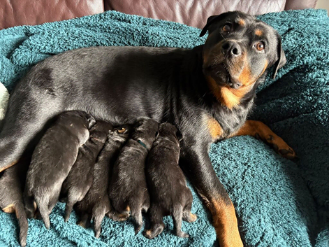 Outstanding rottweiler puppies