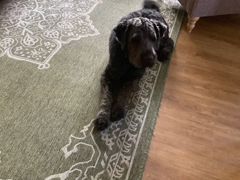 Ralphie is a Saint Bernadoodle