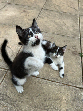 Two Female Tuxedo Kittens Looking for Loving Homes