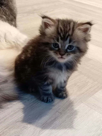 Gorgeous Maine Coon x Persian Kittens - &pound;450 Each!