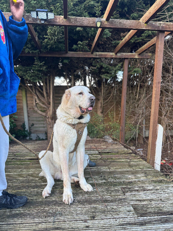 Central Asian Shepherd / Alabai &ndash; Male | Nearly 5 years old |
