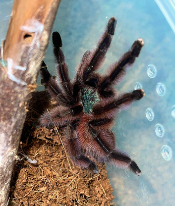 Many female tarantulas. Goliath, pinktoe and many more