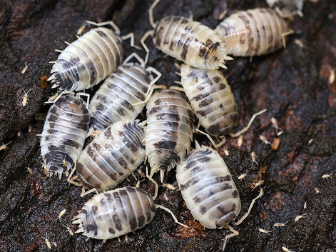 ISOPODS 25 for &pound;12 shipped.