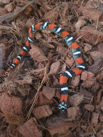 Tri Colour Hognose Snakes