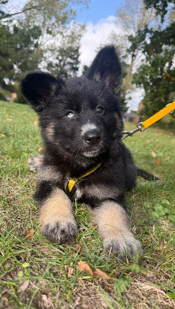 Female pups ready now