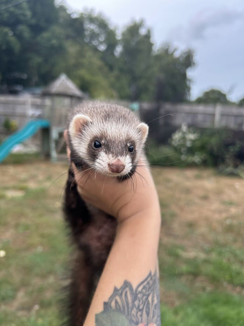 1 gorgeous ferret x micro jill