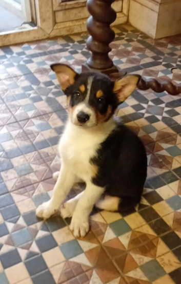 Puppies for sale