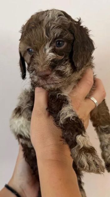 Chocolate merle cockapoo puppies
