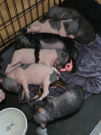 American Hairless Terrier puppies
