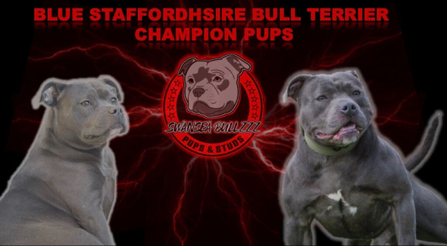 Blue Staffordshire Bull Terrier Champion Pups