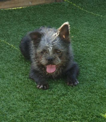 8 month old male