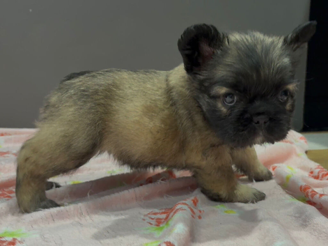 Fluffy French bulldog