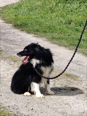 Rehoming Collies