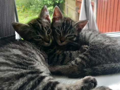 Two mixed breed tabbys