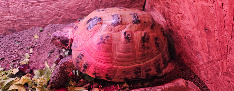 Tortoise
