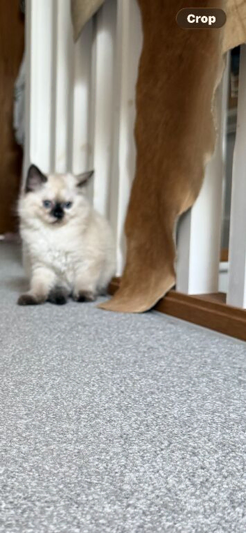 Ragdoll. Girl