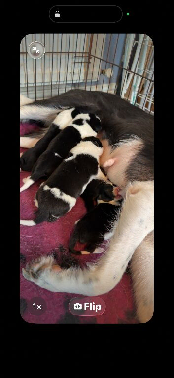 6 amazing puppies