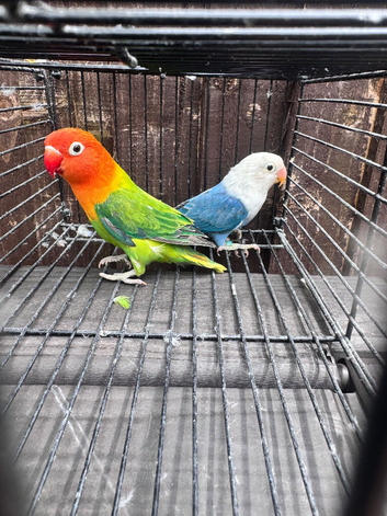 Fischers Lovebirds looking for a new home