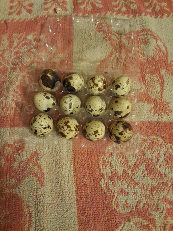 Quail eggs Coturnix or Button &pound;2.40 Dozen