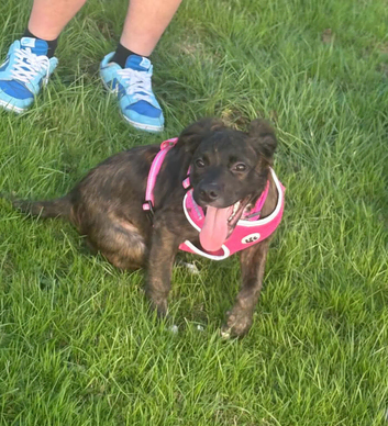Staffy x collie