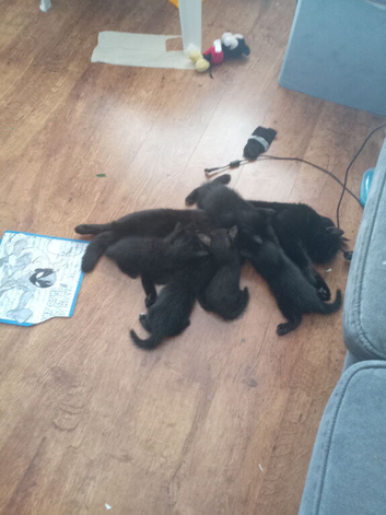 Looking for their forever homes