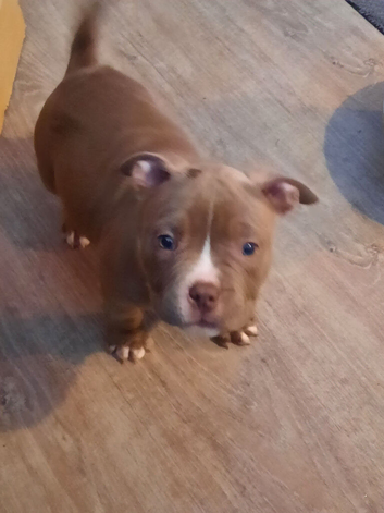 ABKC registered pocket bullies
