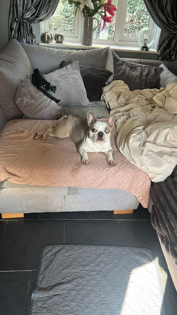 Loving home required for beautiful frenchie