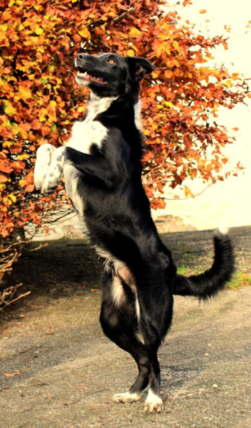 Border collie youngster