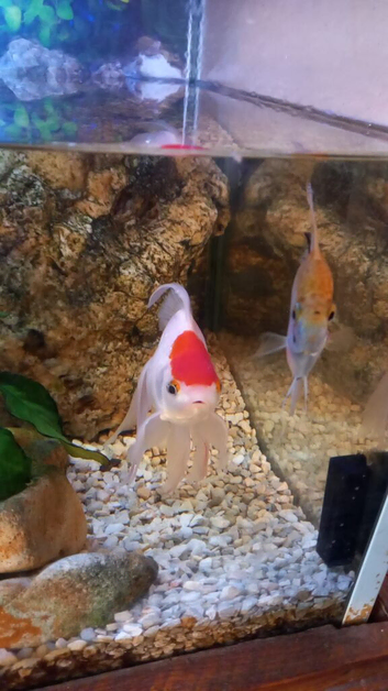 Fantail goldfish
