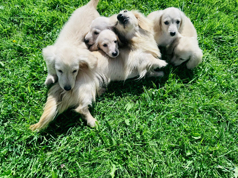Cream/Blonde long hair dachshund kc reg